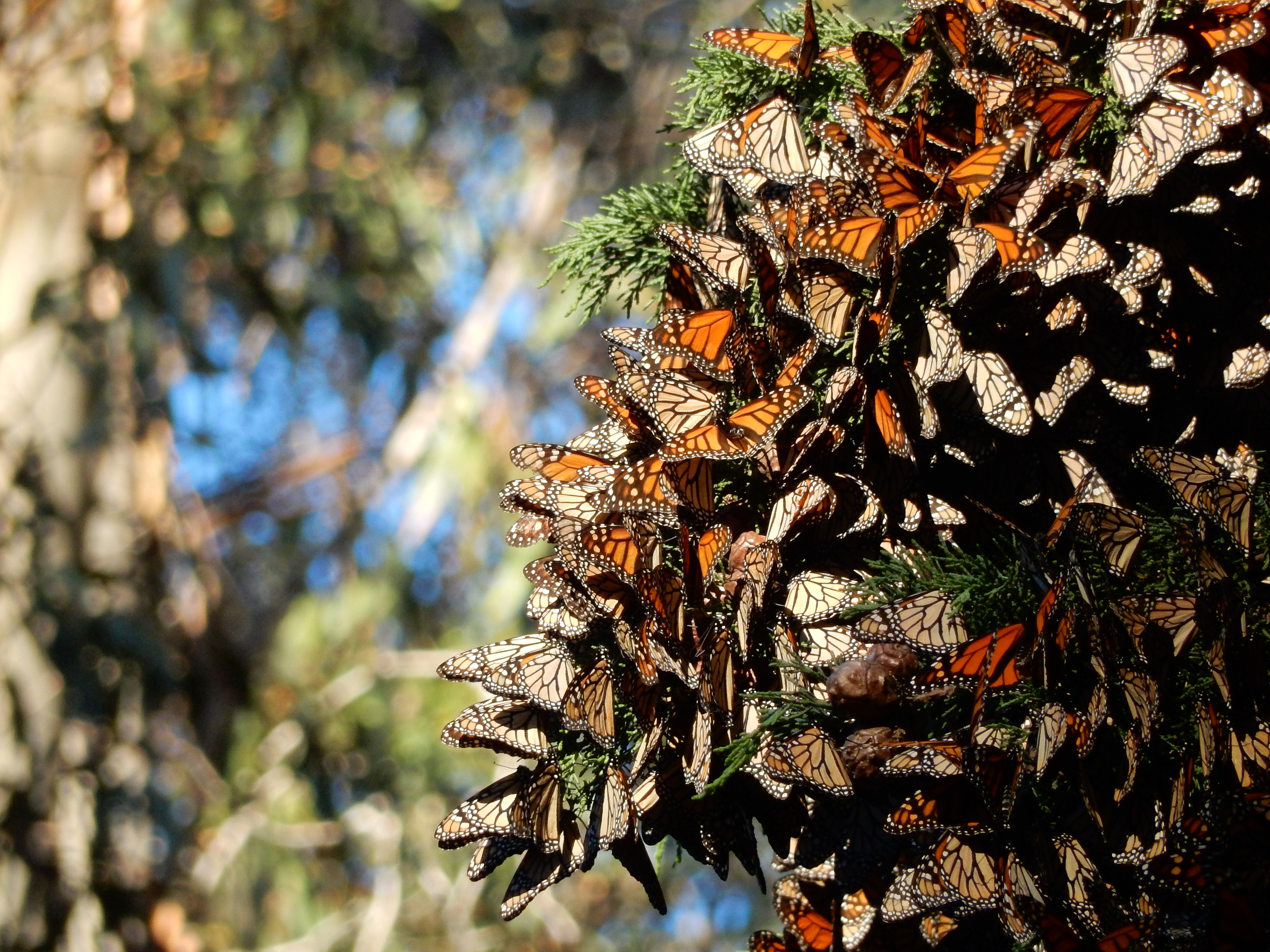 Saturday, January 6, 2018: Visit to the Pismo Monarch Butterfly Grove