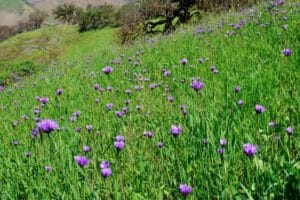 A sweeping view of green grasses intermingled with purple flower heads of wild hiacynth
