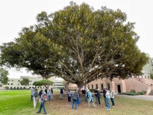 Photo of an enormous tree with a broad, spreading canopy. About 20 people are standing under the tree. They all fit. 