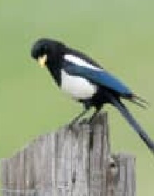 Yellow-billed magpie by Lee Jaffee
