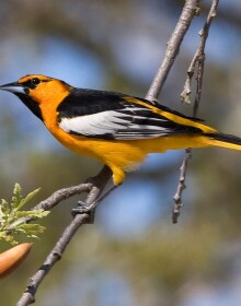 Male Bullock's Oriole at Atascadero Lake