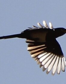 48901184541_feb10fbd30_c YBMagpie by Anne Adrian