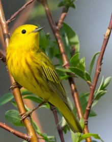 Yellow Warbler by Keith Williams Wiki Media Free License