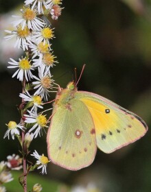 Orange Sulphur courtesy of Art Shapiro