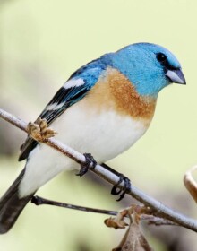 Lazuli_Bunting,_Passerina_amoena by Bill Bouton