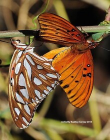 Gulf Fritilary by Kathy Keatley Garvey
