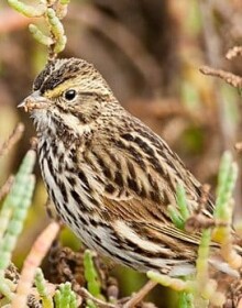 Belding Savannah Sparrow by Pacific SW Region USFWS