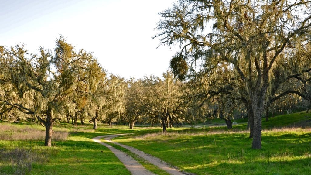 A mixture of three species of tree oaks helps support a rich avian fauna at Sedgwick Reserve. Photo credit: John Evarts
