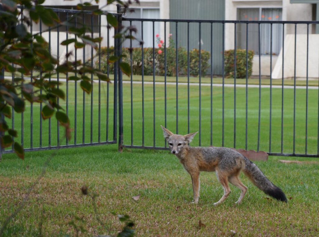 The Accidental Ecosystem: People and Wildlife in American Cities – Zoom recording