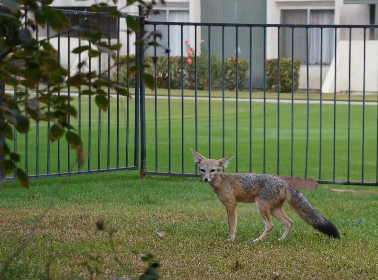 The Accidental Ecosystem: People and Wildlife in American Cities – Zoom recording
