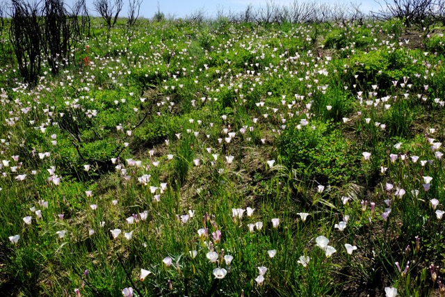 Blooming mariposa lilies spread across a slope blackened by fire. Photo by John Evarts.
