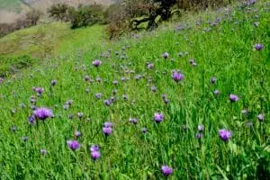 A sweeping view of green grasses intermingled with purple flower heads of wild hiacynth