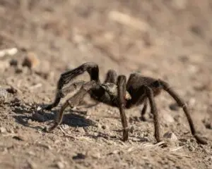 Photo of a large tarantula walking on the ground.