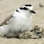 A close-up photo of a Western Snowy Plover sitting on the beach with an egg under it and a plover chick next to it.
