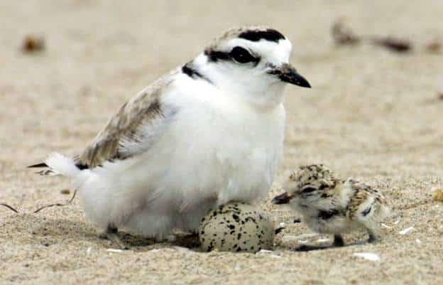 A close-up photo of a Western Snowy Plover sitting on the beach with an egg under it and a plover chick next to it.