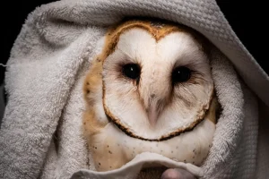 DSCF0720-1920w SBWCN Barn owl Courtesy photo