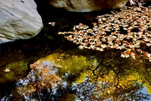 Arroyo Hondo Creek in December. John Evarts photo.