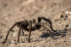 Tarantula at Sedgwick ReservePhoto by Nikki Evans